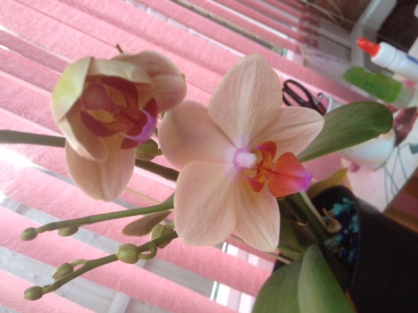 Its a Moth orchid. "Little Emperor." 
