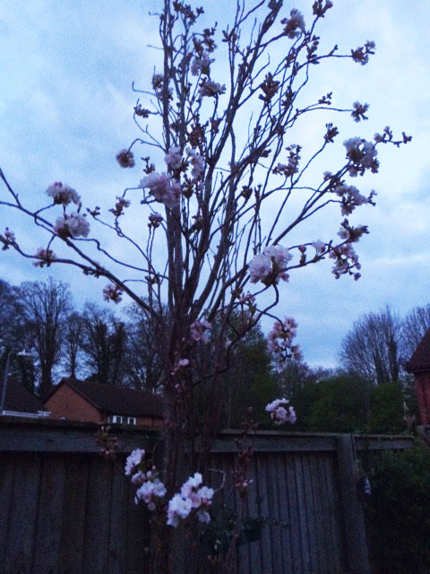 cherrytree