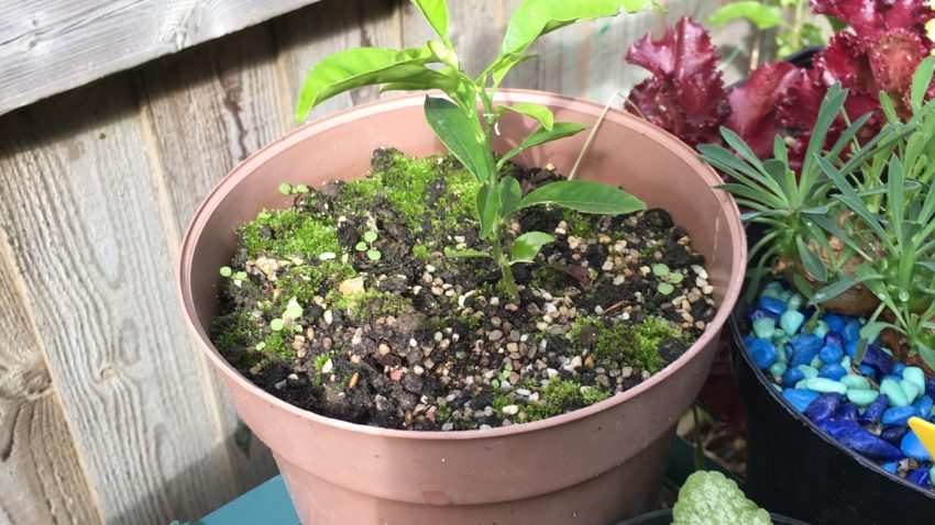 This lemon tree is two years old but barely looks changed from last year. 