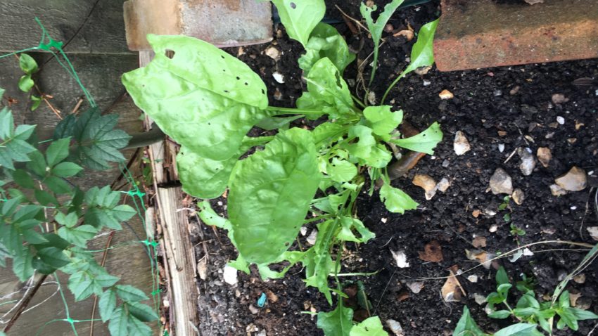 Never did find out what this was but the bugs sure liked it!