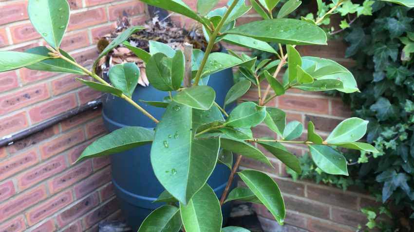 The guava didn't seem to be tasty to the local bugs. 