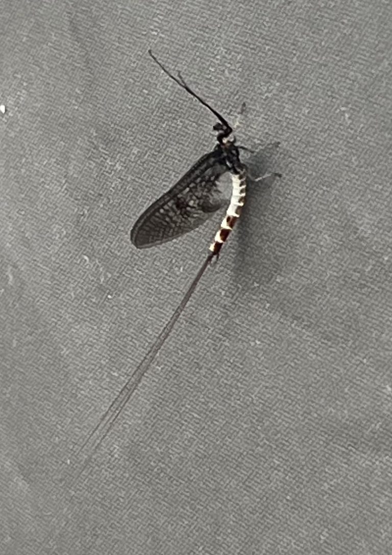 Mayfli