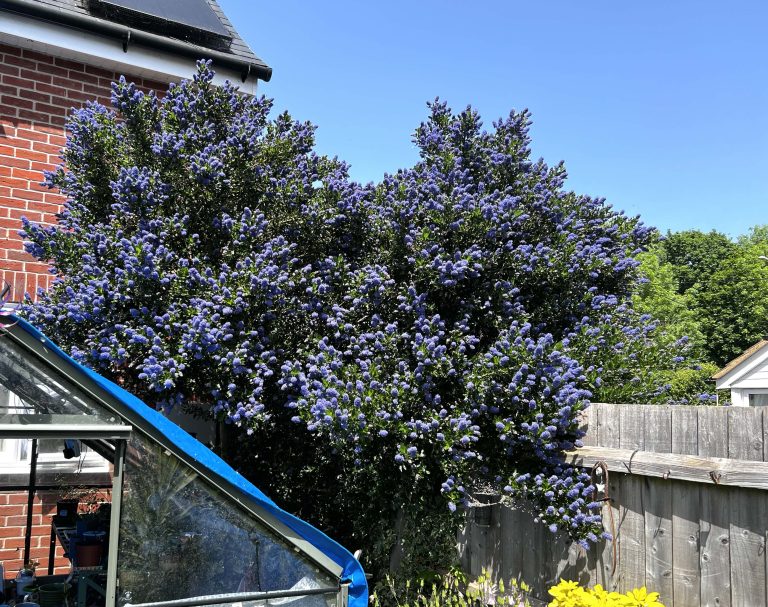 Ceanothus