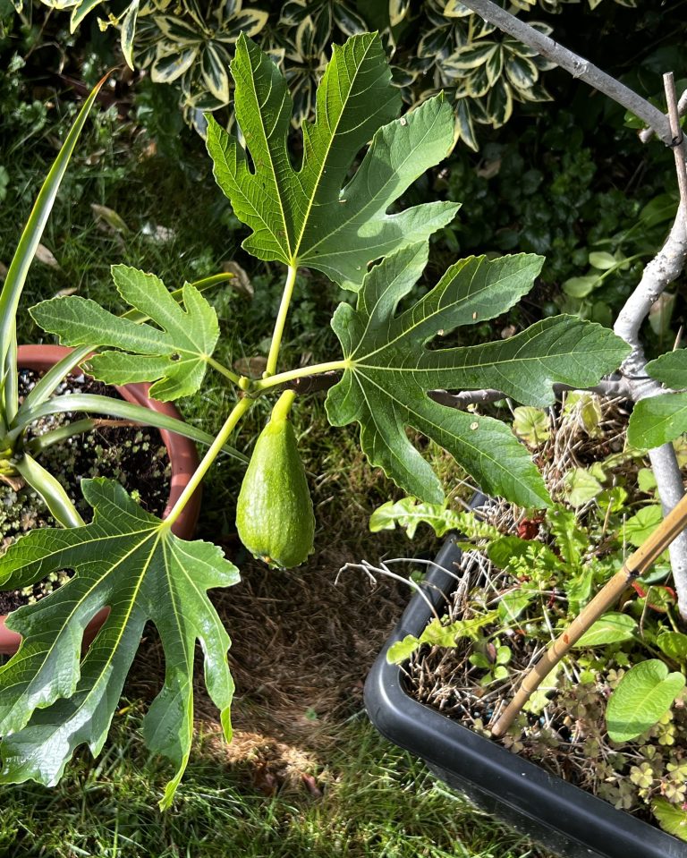 Photo of the Day: June 2nd, 2026 fig1