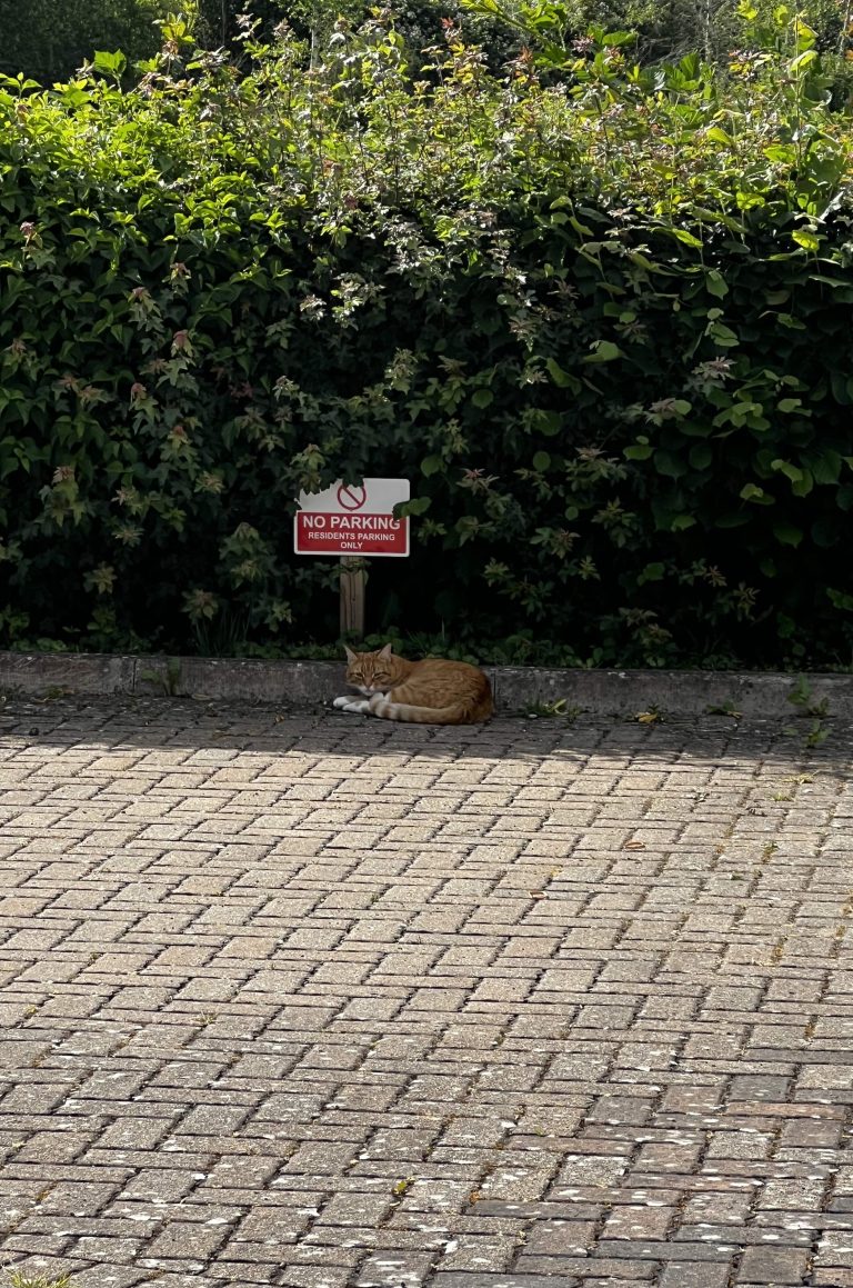 Photo of the Day: May 31st, 2026 houdiniparking