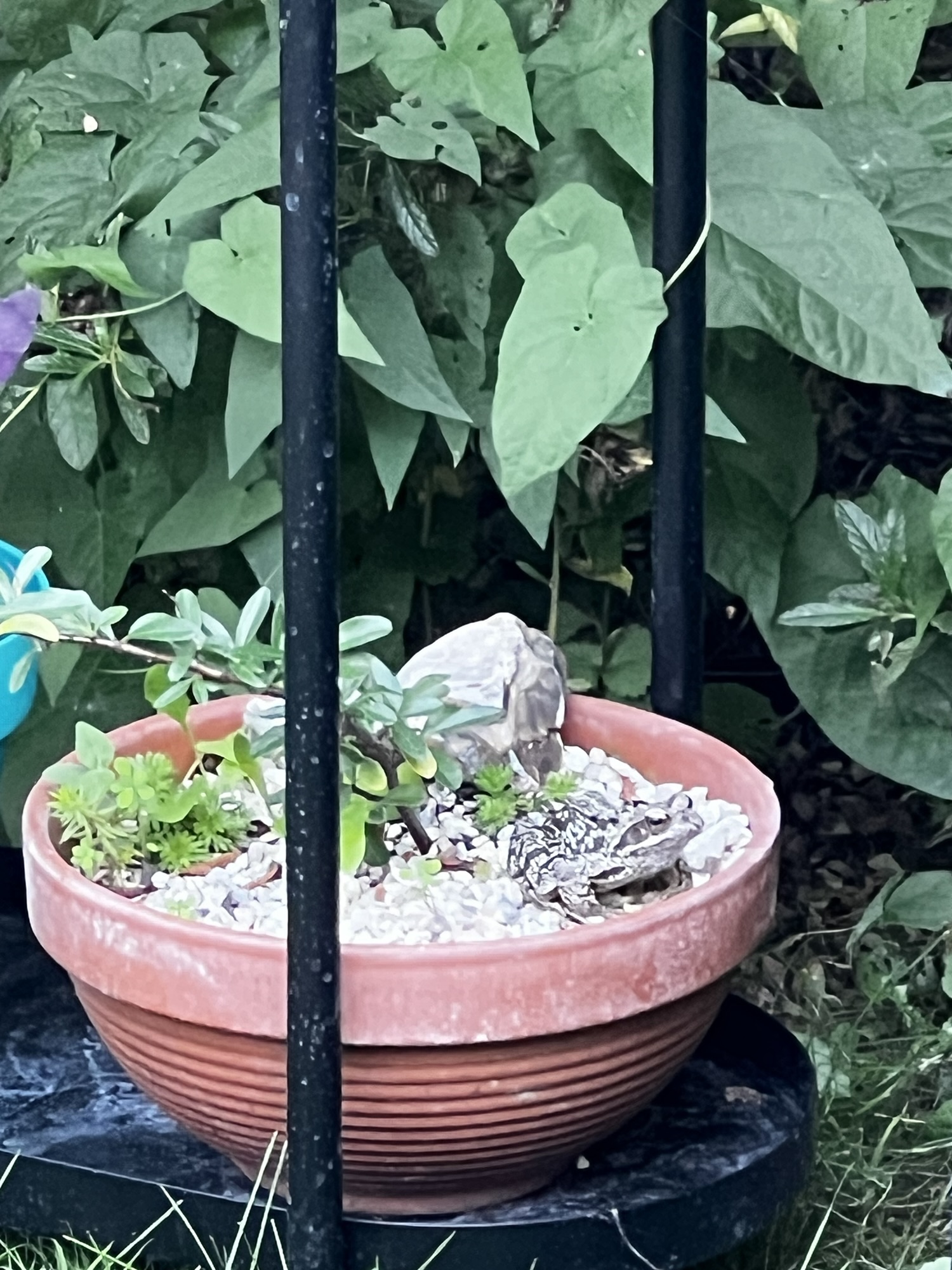 Photo of the day: July 9th, 2026